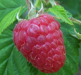 framboise.jpg